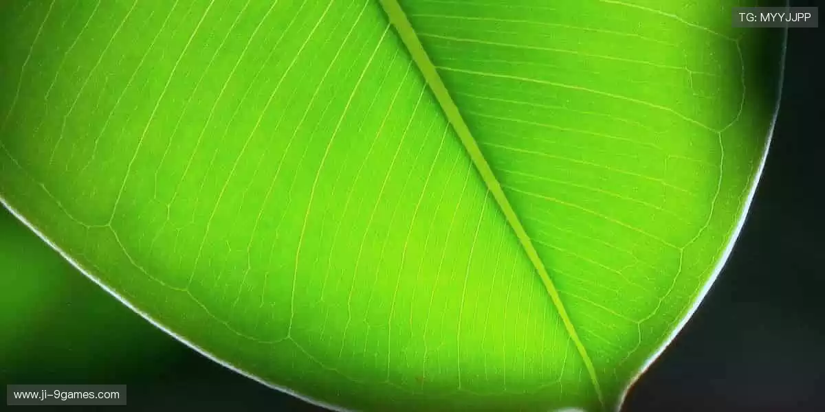 ⚽️ 点燃激情，见证赛事高光时刻！